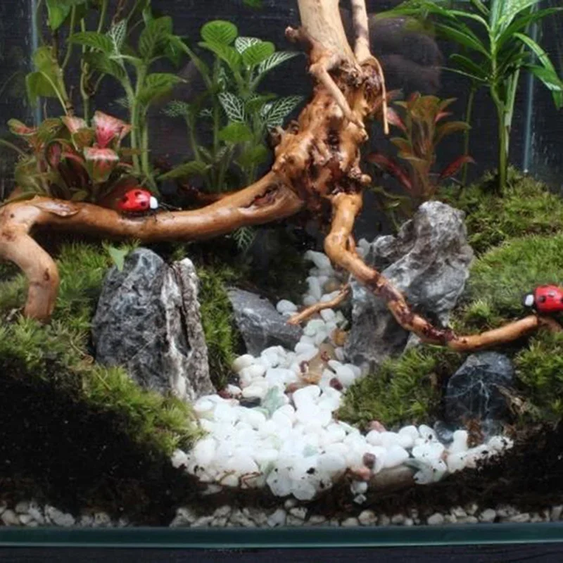 Natural Tree Trunk Driftwood A - огляд і ціна Aquarium Plants Live