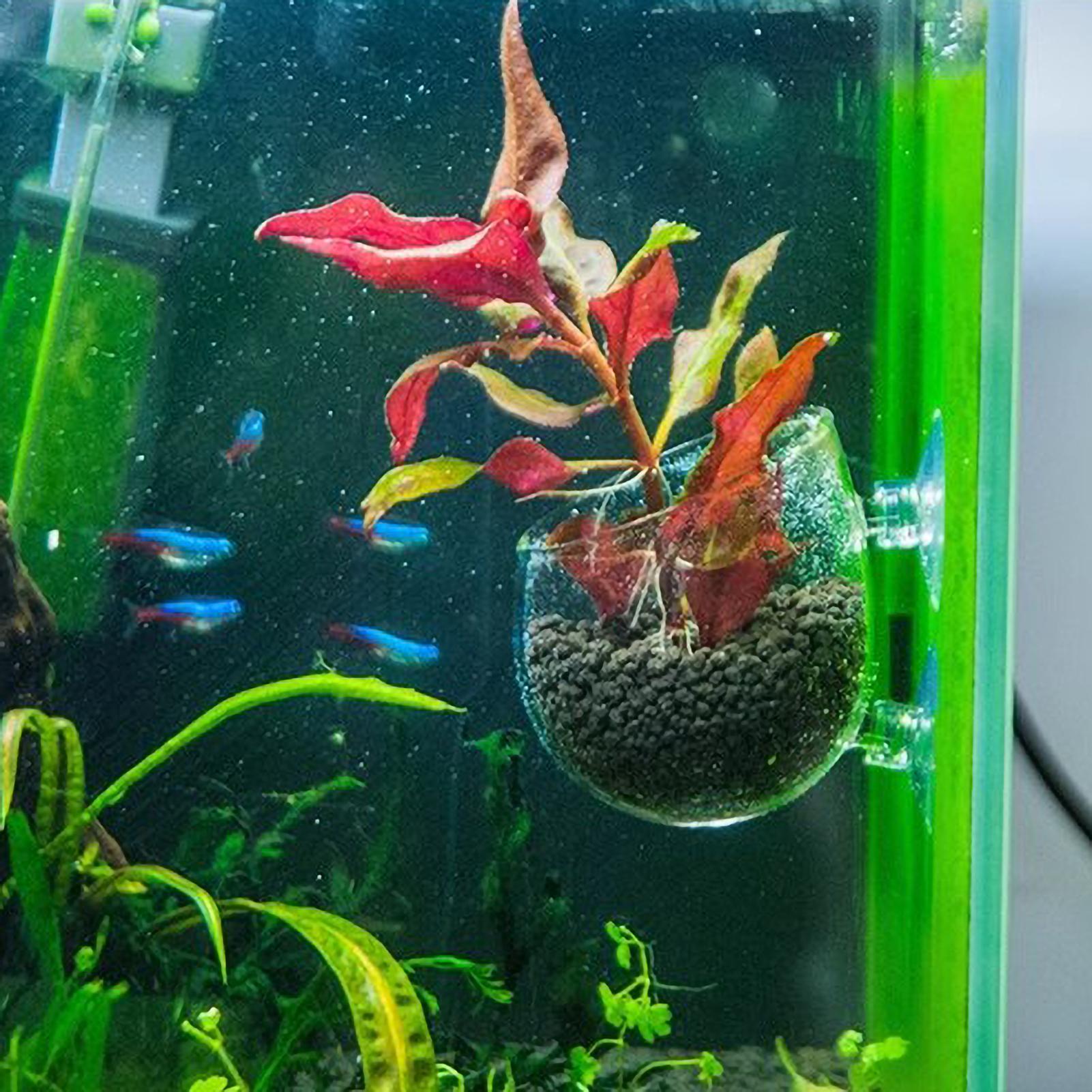 Aquarium Plant Holder Glass Aq - огляд і ціна Aquarium Plants Live