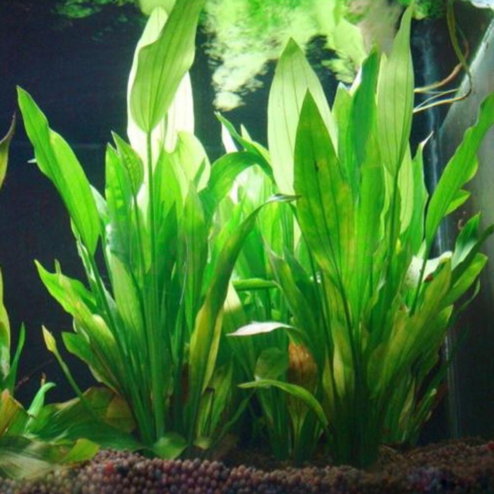 15cm Artificial Aquarium Decor - огляд і ціна Live Plant Aquarium
