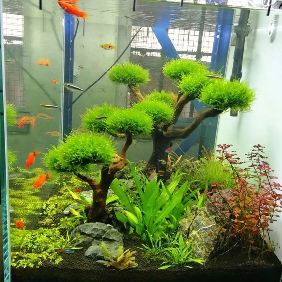 Aquarium Driftwood Landscaping - огляд і ціна Aquarium Plant Substrate